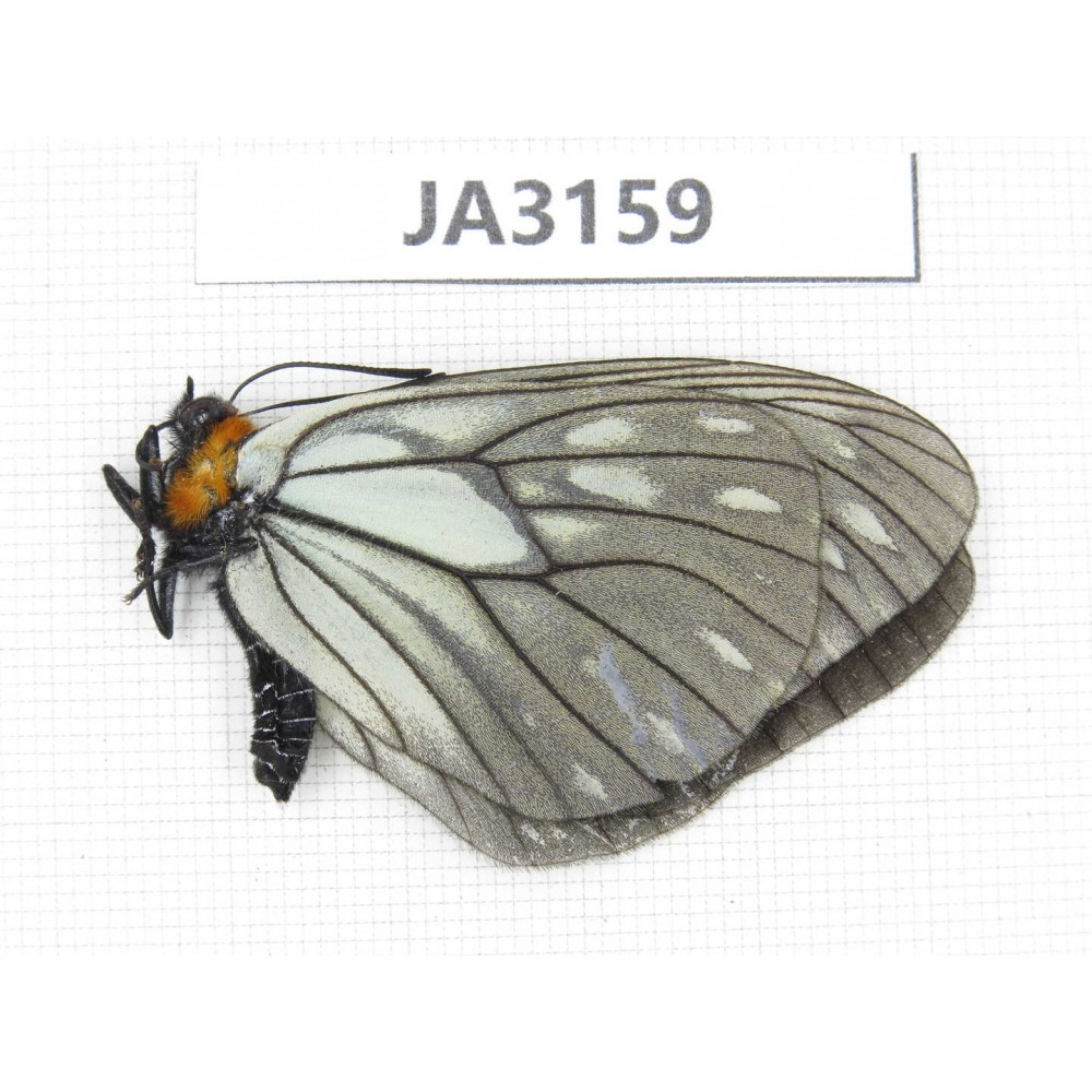 Calinaga davidis. China, W of Yunnan, Nujiang valley, N of Mt.Biluoxueshan. 1M. JA3159.