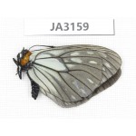Calinaga davidis. China, W of Yunnan, Nujiang valley, N of Mt.Biluoxueshan. 1M. JA3159.