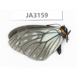 Calinaga davidis. China, W of Yunnan, Nujiang valley, N of Mt.Biluoxueshan. 1M. JA3159.