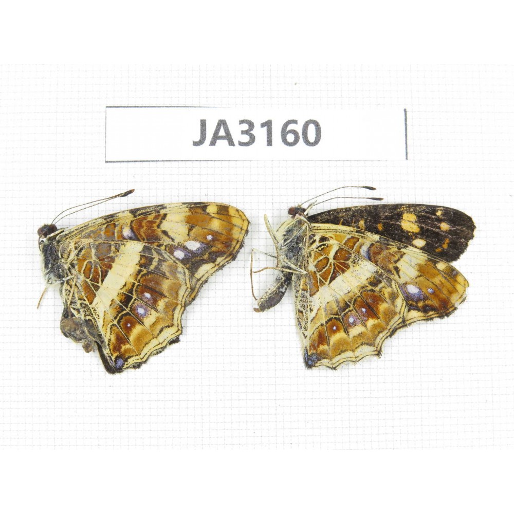 Araschnia prorsoides. China, W of Yunnan, Nujiang valley, N of Mt.Biluoxueshan. 2M. JA3160.