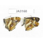 Araschnia prorsoides. China, W of Yunnan, Nujiang valley, N of Mt.Biluoxueshan. 2M. JA3160.