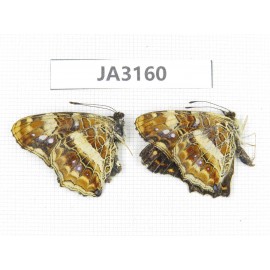 Araschnia prorsoides. China, W of Yunnan, Nujiang valley, N of Mt.Biluoxueshan. 2M. JA3160.