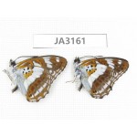 Limenitis misuji. China, W of Yunnan, Nujiang valley, N of Mt.Biluoxueshan. 2M. JA3161.