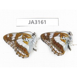 Limenitis misuji. China, W of Yunnan, Nujiang valley, N of Mt.Biluoxueshan. 2M. JA3161.