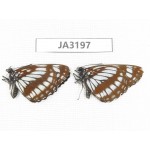 Neptis dejeani. China, W of Sichuan, Batang. 2M. JA3197.