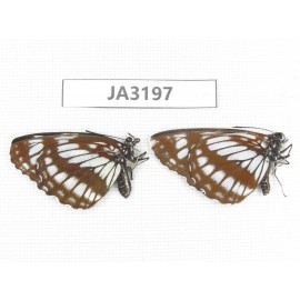 Neptis dejeani. China, W of Sichuan, Batang. 2M. JA3197.