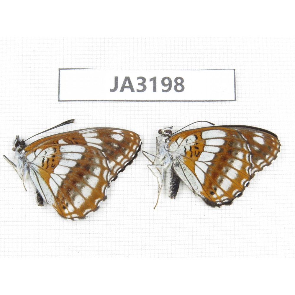 Limenitis homeyeri. China, W of Sichuan, Batang. 2M. JA3198.