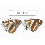 Limenitis homeyeri. China, W of Sichuan, Batang. 2M. JA3198.