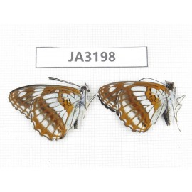 Limenitis homeyeri. China, W of Sichuan, Batang. 2M. JA3198.