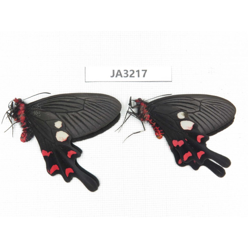 Byasa rhadinus. China, W of Yunnan, Dali, S of Mt.Cangshan. 2M. JA3217.