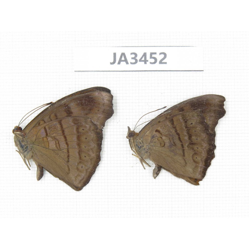 Pseudergolis wedah. China, Yunnan, Nujiang, N of Mt.Biluoxueshan. 2M. JA3452.