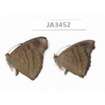 Pseudergolis wedah. China, Yunnan, Nujiang, N of Mt.Biluoxueshan. 2M. JA3452.