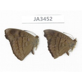 Pseudergolis wedah. China, Yunnan, Nujiang, N of Mt.Biluoxueshan. 2M. JA3452.