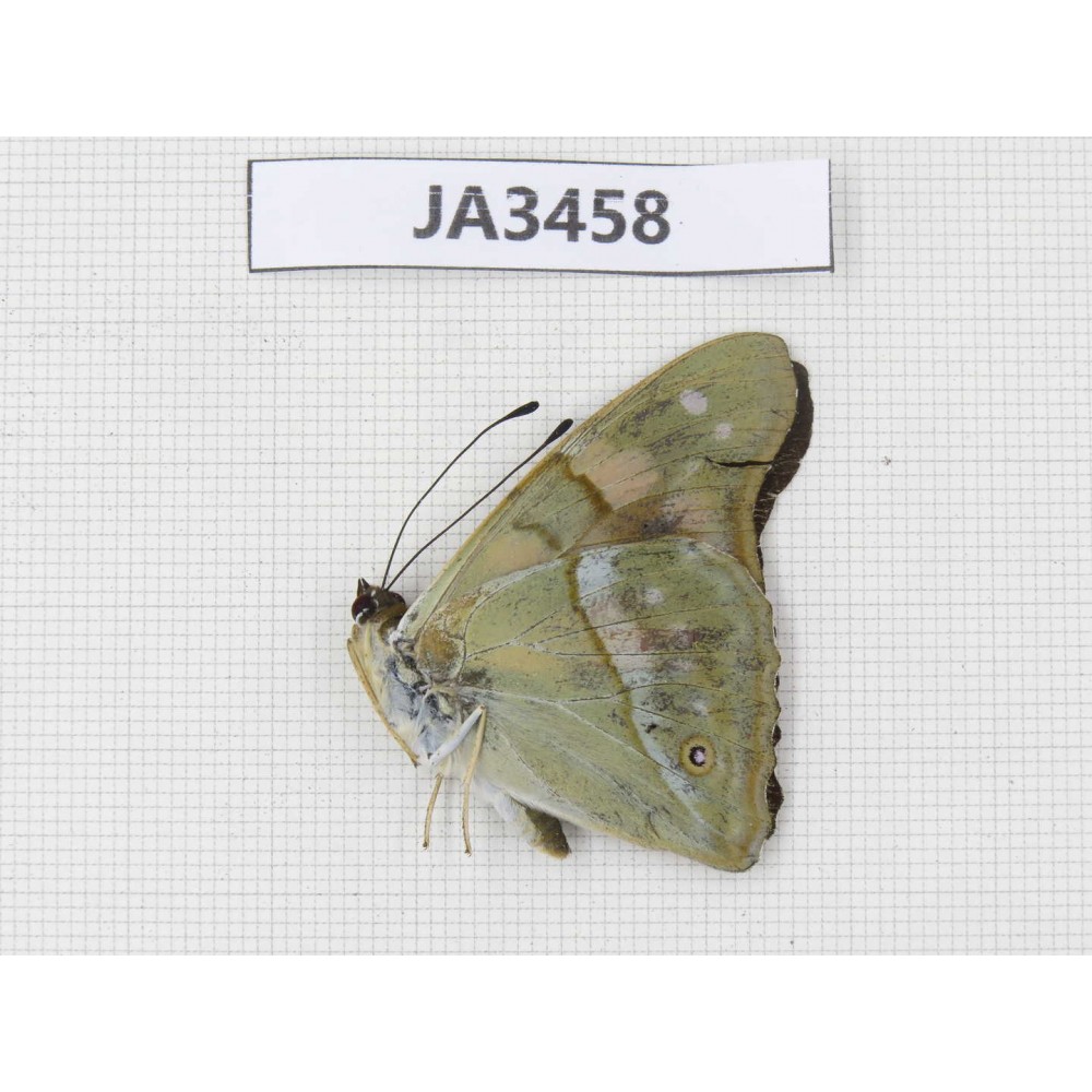 Chitoria ulupi. China, Yunnan, Nujiang, N of Mt.Biluoxueshan. 1M. JA3458.