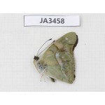 Chitoria ulupi. China, Yunnan, Nujiang, N of Mt.Biluoxueshan. 1M. JA3458.
