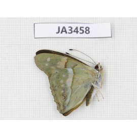 Chitoria ulupi. China, Yunnan, Nujiang, N of Mt.Biluoxueshan. 1M. JA3458.