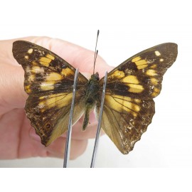 Chitoria ulupi. China, Yunnan, Nujiang, N of Mt.Biluoxueshan. 1M. JA3458.