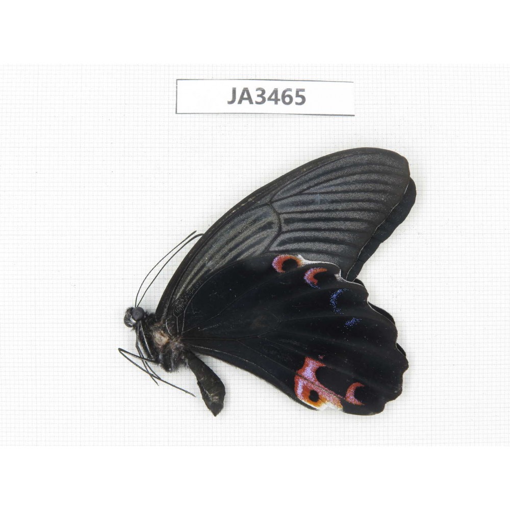 Papilio protenor ssp. China, Yunnan, Nujiang valley, N of Mt.Biluoxueshan. 1M. JA3465.