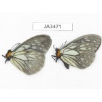 Calinaga davidis. China, Yunnan, Nujiang, N of Mt.Biluoxueshan. 2M. JA3471.