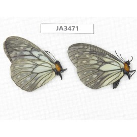 Calinaga davidis. China, Yunnan, Nujiang, N of Mt.Biluoxueshan. 2M. JA3471.