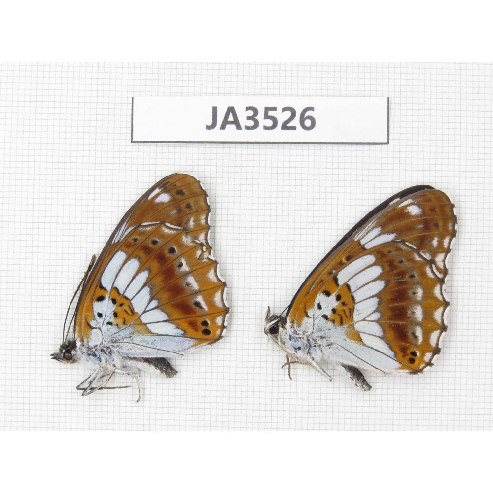 Limenitis misuji. China, Hunan, Shaoyang, Xinning county. 2M. JA3526.