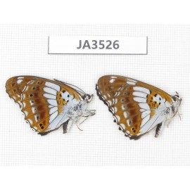 Limenitis misuji. China, Hunan, Shaoyang, Xinning county. 2M. JA3526.