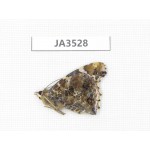 Vanessa indica. China, Hunan, Shaoyang, Xinning county. 1M. JA3528.