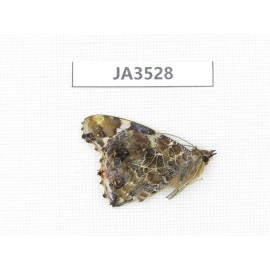 Vanessa indica. China, Hunan, Shaoyang, Xinning county. 1M. JA3528.