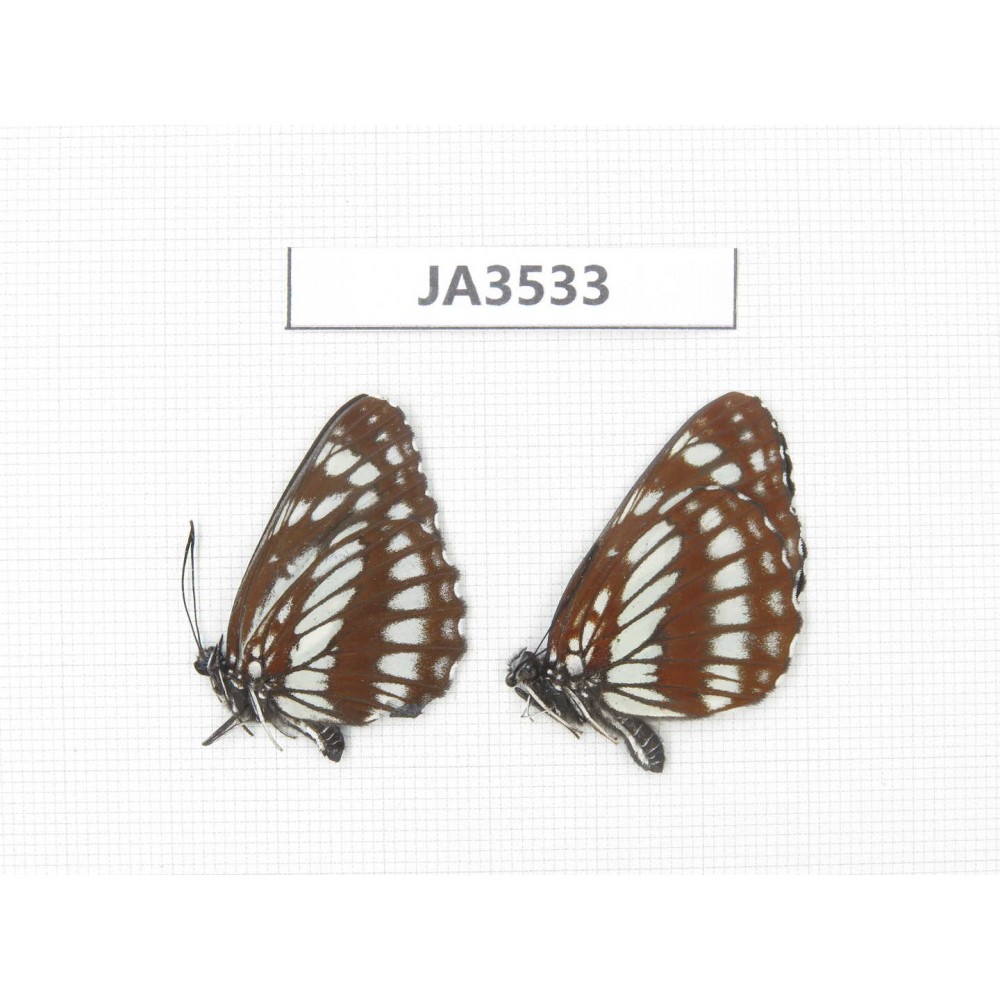 Neptis dejeani. China, Sichuan, Ganzi, Xiangcheng county. 2F. JA3533.