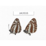 Neptis dejeani. China, Sichuan, Ganzi, Xiangcheng county. 2F. JA3533.