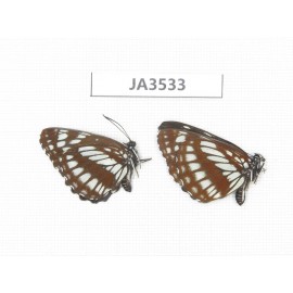 Neptis dejeani. China, Sichuan, Ganzi, Xiangcheng county. 2F. JA3533.