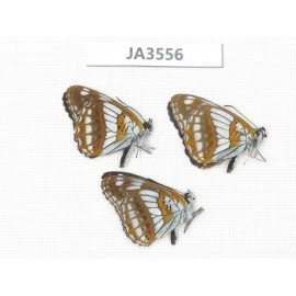 Limenitis homeyeri. China, Yunnan, Xiangerila, Mt.Xiaoxueshan. 3M. JA3556.
