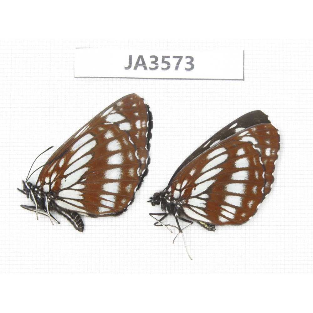 Neptis dejeani. China, Yunnan, Xiangerila, Mt.Xiaoxueshan. 2F. JA3573.