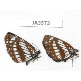Neptis dejeani. China, Yunnan, Xiangerila, Mt.Xiaoxueshan. 2F. JA3573.