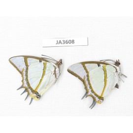 Polyura dolon. China, Yunnan, Lijiang, C of Mt.Yunling. 2M. JA3608.