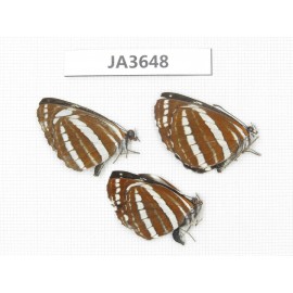 Neptis sp. China, Sichuan, Ganzi, Batang county (Tibet border). 3M. JA3648.