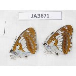 Limenitis doerriesi. China, Heilongjiang, Jiamusi. 1P. JA3671.