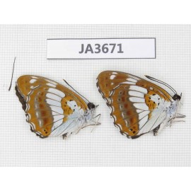 Limenitis doerriesi. China, Heilongjiang, Jiamusi. 1P. JA3671.