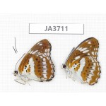 Limenitis sulpitia. China, Guangxi, Guilin. 2M. JA3711.