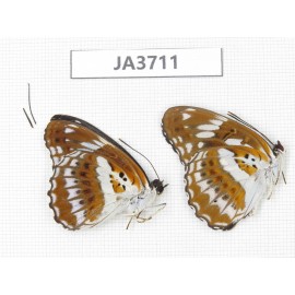 Limenitis sulpitia. China, Guangxi, Guilin. 2M. JA3711.