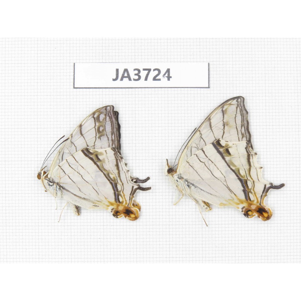 Cyrestis thyodamas. China, Guangxi, Guilin. 2M. JA3724.