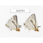 Cyrestis thyodamas. China, Guangxi, Guilin. 2M. JA3724.