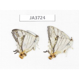 Cyrestis thyodamas. China, Guangxi, Guilin. 2M. JA3724.
