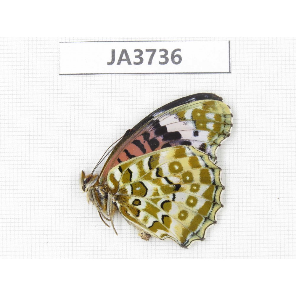 Argyreus hyperbius. China, Zhejiang, Ningbo. 1F. JA3736.