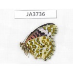 Argyreus hyperbius. China, Zhejiang, Ningbo. 1F. JA3736.