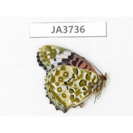 Argyreus hyperbius. China, Zhejiang, Ningbo. 1F. JA3736.