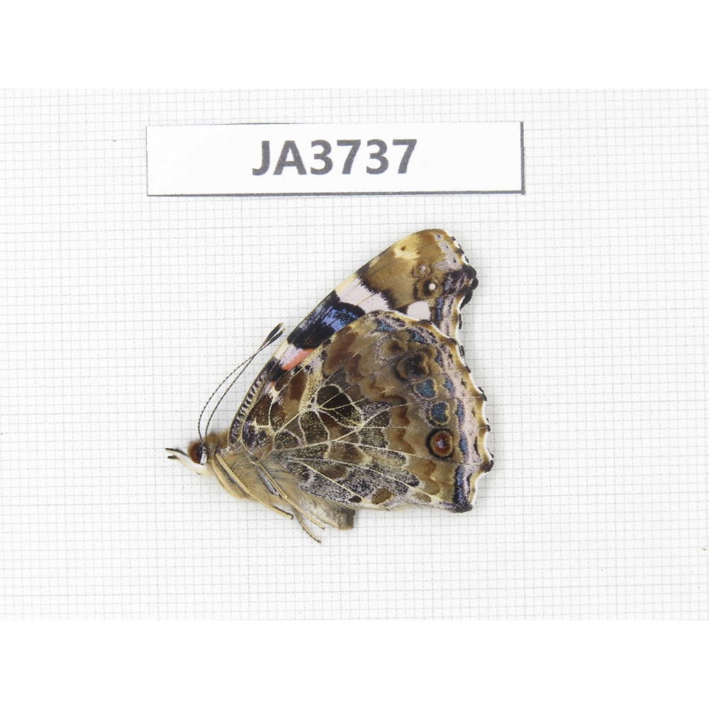 Vanessa indica. China, Zhejiang, Ningbo. 1F. JA3737.