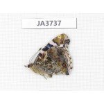 Vanessa indica. China, Zhejiang, Ningbo. 1F. JA3737.