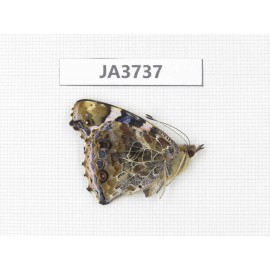 Vanessa indica. China, Zhejiang, Ningbo. 1F. JA3737.