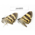 Noctuidae sp. China, Tibet, Linzhi area, Bomi county. 2Pcs. JA4085.